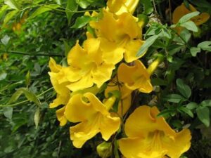 Cats claw plant