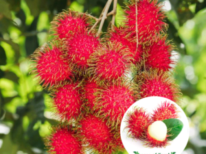 Rambutan mother plant [open parcel only ]