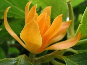 Shenbagam orange