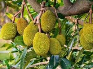 Viatnam jack fruit with fruit  [open parcel only]