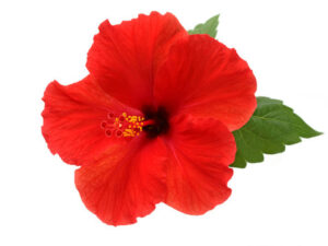Hibiscus Collections