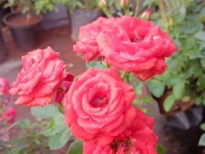 Jadiga orange rose