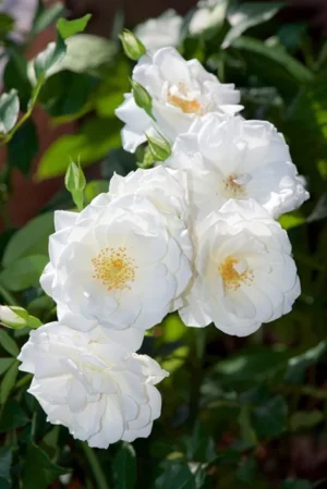 White kodi