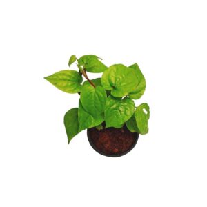 vetrilai (Battel leaf) - Image 2