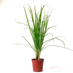 Lemon grass