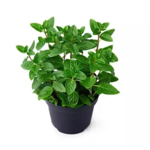 Pepper mint - Image 2