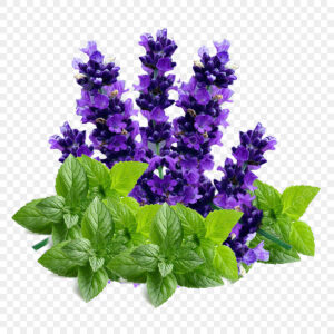 Pepper mint