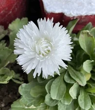 White daisy