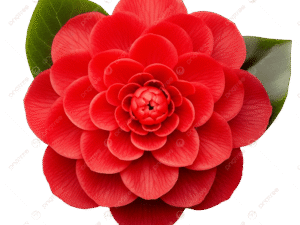Camelia red variety