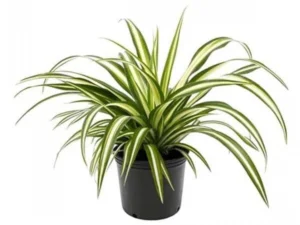 Spider plants
