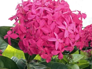 Ixora pink big variety