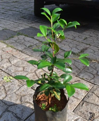 Cedar bay cherry - Image 2