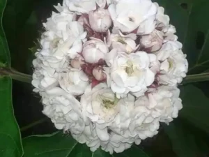 Mysoor malli