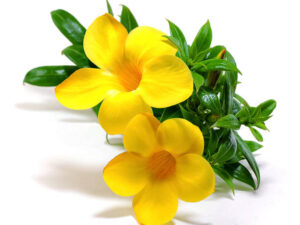 Almenda yellow