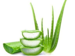 Aloe vera