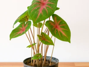CALADIUM