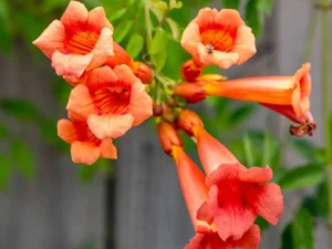 Tecoma orange  colour