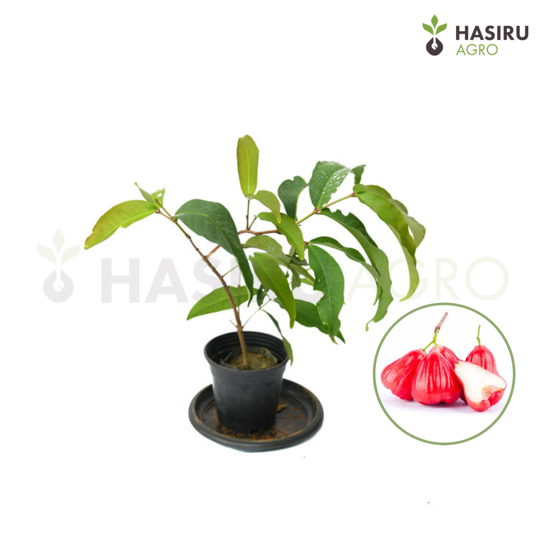 RED WATER APPLE - Image 2