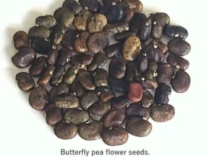 seeds