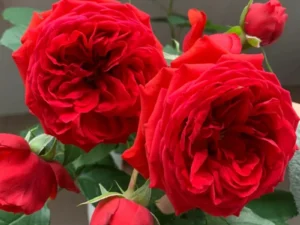 Apple red rose