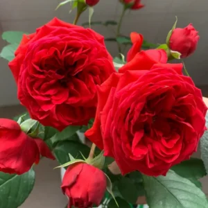 Apple red rose