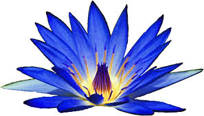 WATER LILY BLUE