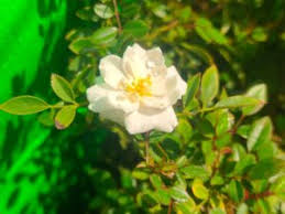 white cri cri rose