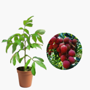 LYCHEE - Image 2