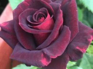 Velvet rose 8 inch pot