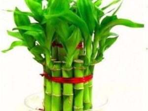 Lucky bamboo ( 2layer)