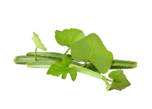 Mupi pirandai