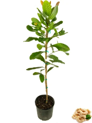 Cashew nut - Image 2