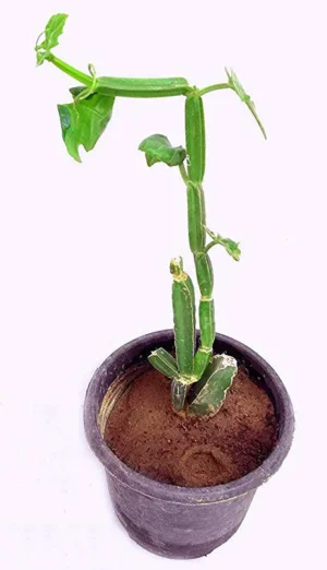 Mupi pirandai - Image 2