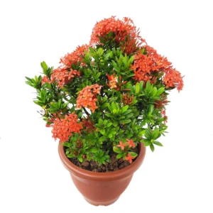 Mini ixora double petal free shipping - Image 2