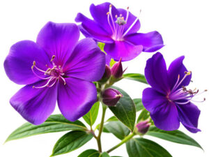 PRINCESS FLOWERS OFFER FREE SHIPPING