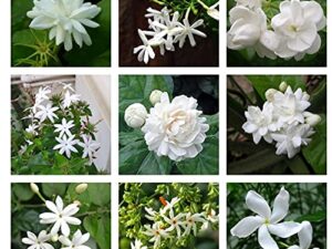 new jasmine