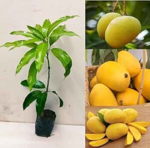 Banganapalli mango - Image 2