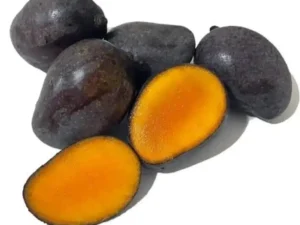 Kasturi mango big plant