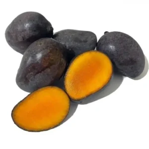 Kasturi mango big plant