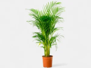 Arica palm