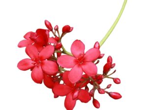Jetropa plant