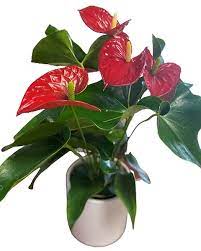 Anthurium merrown variety - Image 2