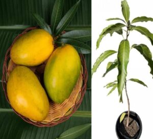 Imampasand mango - Image 2