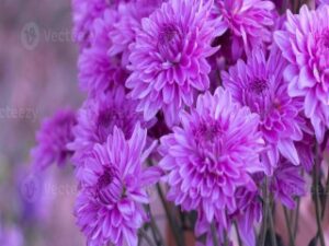 Daisy Plants