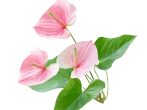 Anthurium light pink