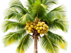 Tree And Coconut
