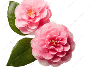 Camellia Plant