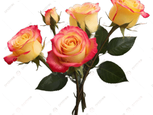 Rose collection