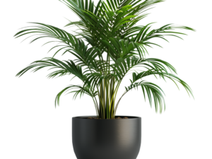 ornamental plants