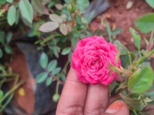 French button rose